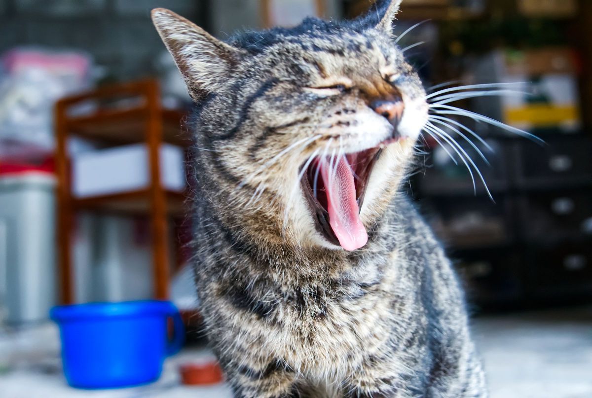 大あくび 動物 猫 Ganref 大あくび 動物 猫 Ganref