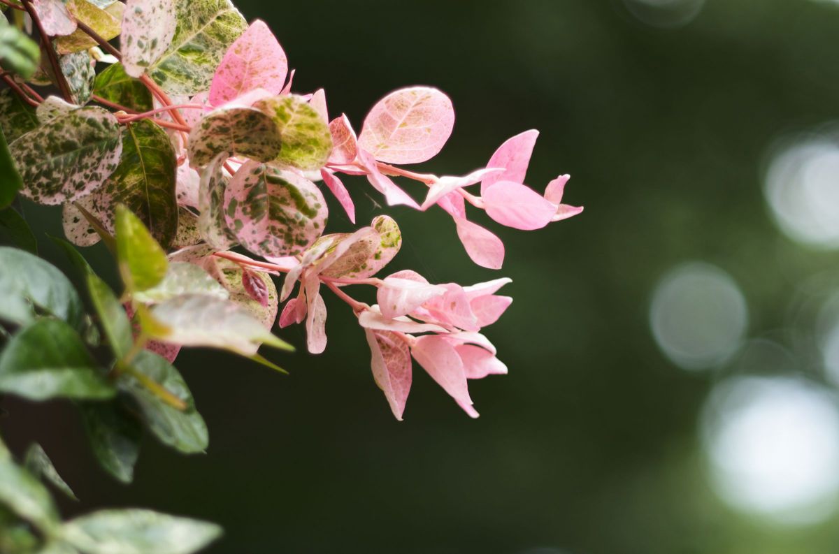 pink leaf. | GANREF
