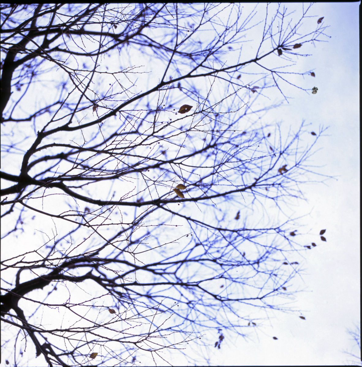The colors of the winter sky and leaves. | GANREF