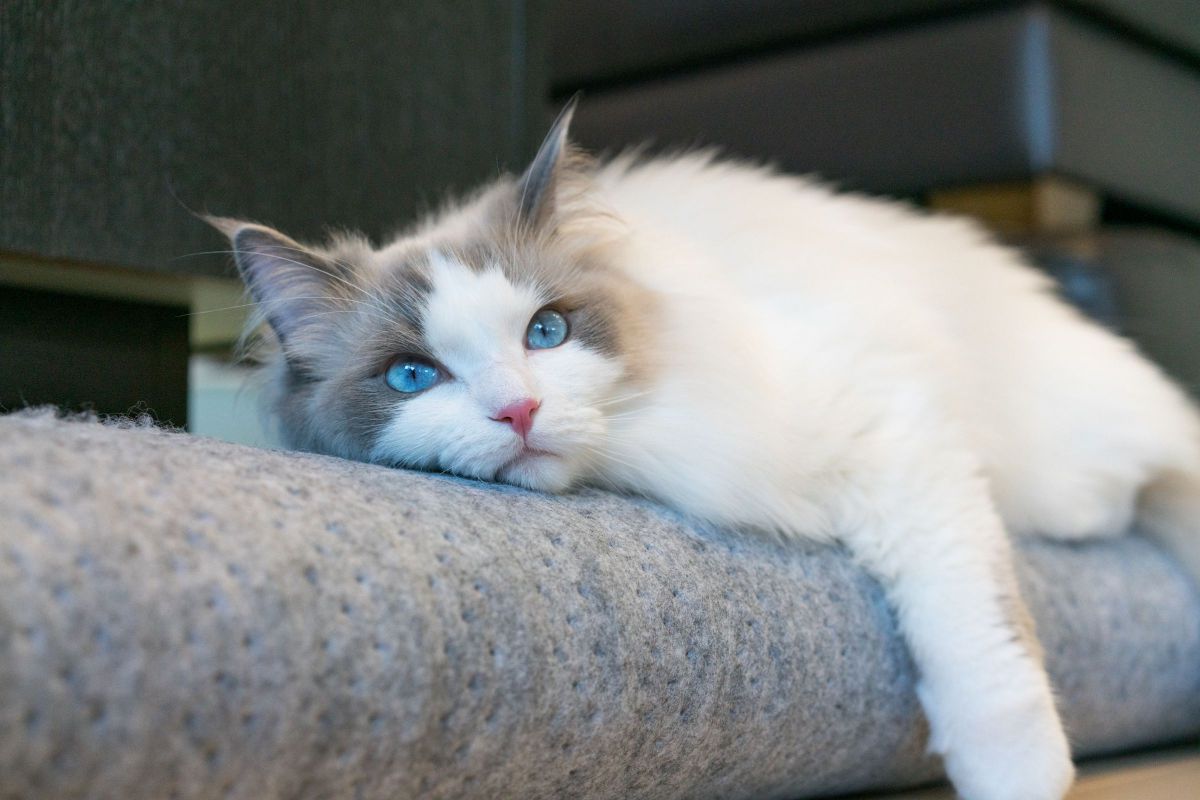 ぼく 遊びすぎて疲れたー 動物 猫 Ganref