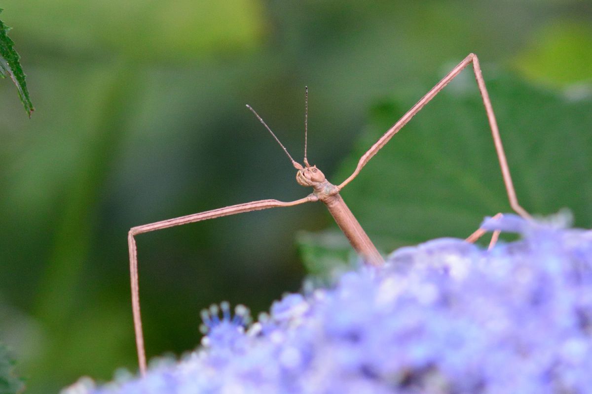 巨針兵現る 動物 虫 昆虫 Ganref