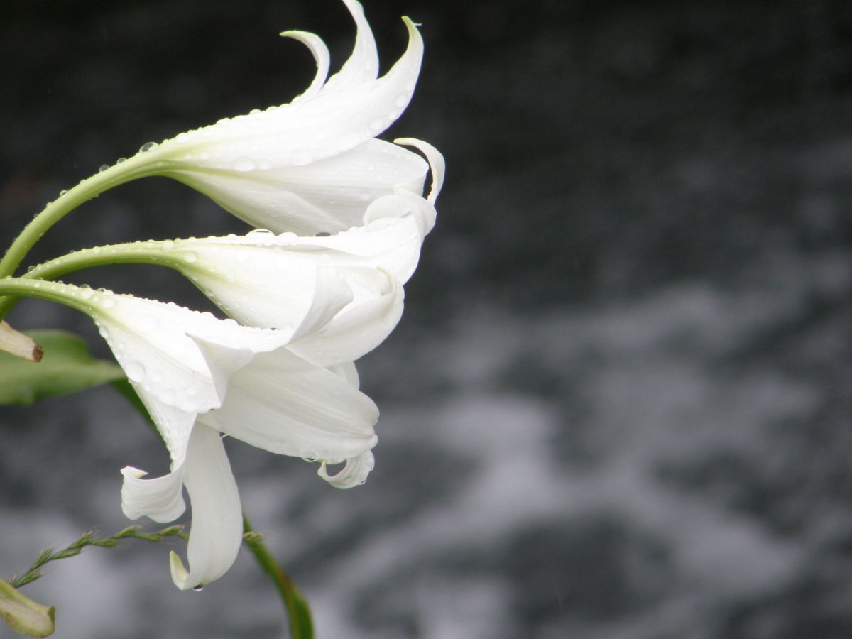 インドハマユウ 植物 花 花びら Ganref