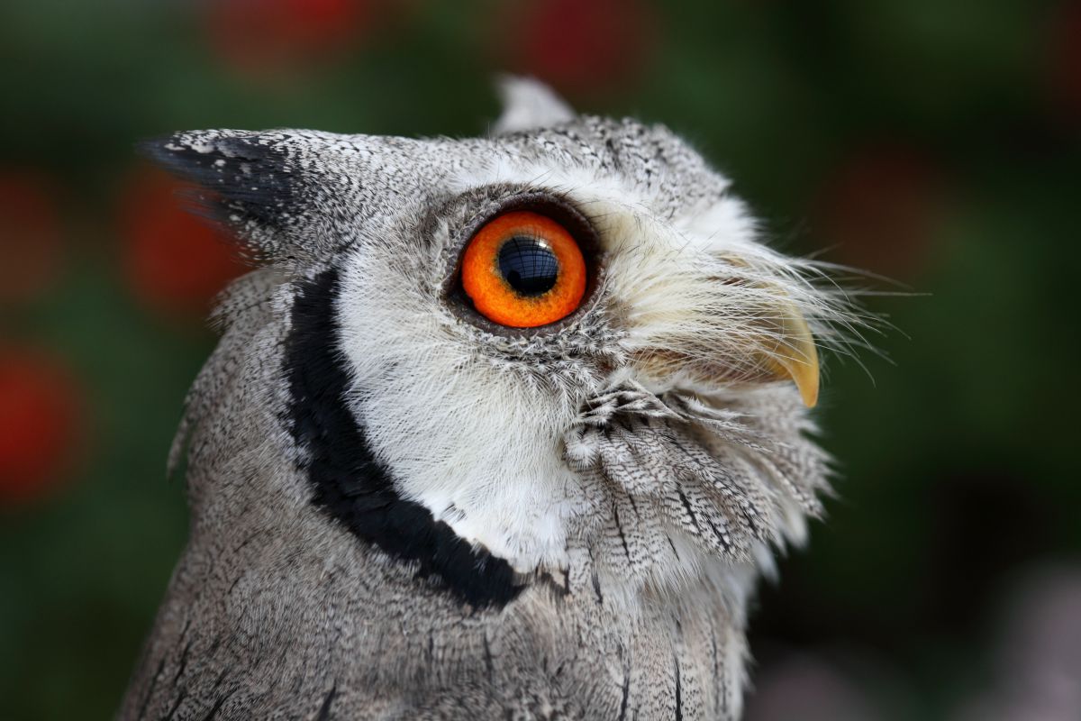 アフリカオオコノハズク 動物 鳥類 Ganref
