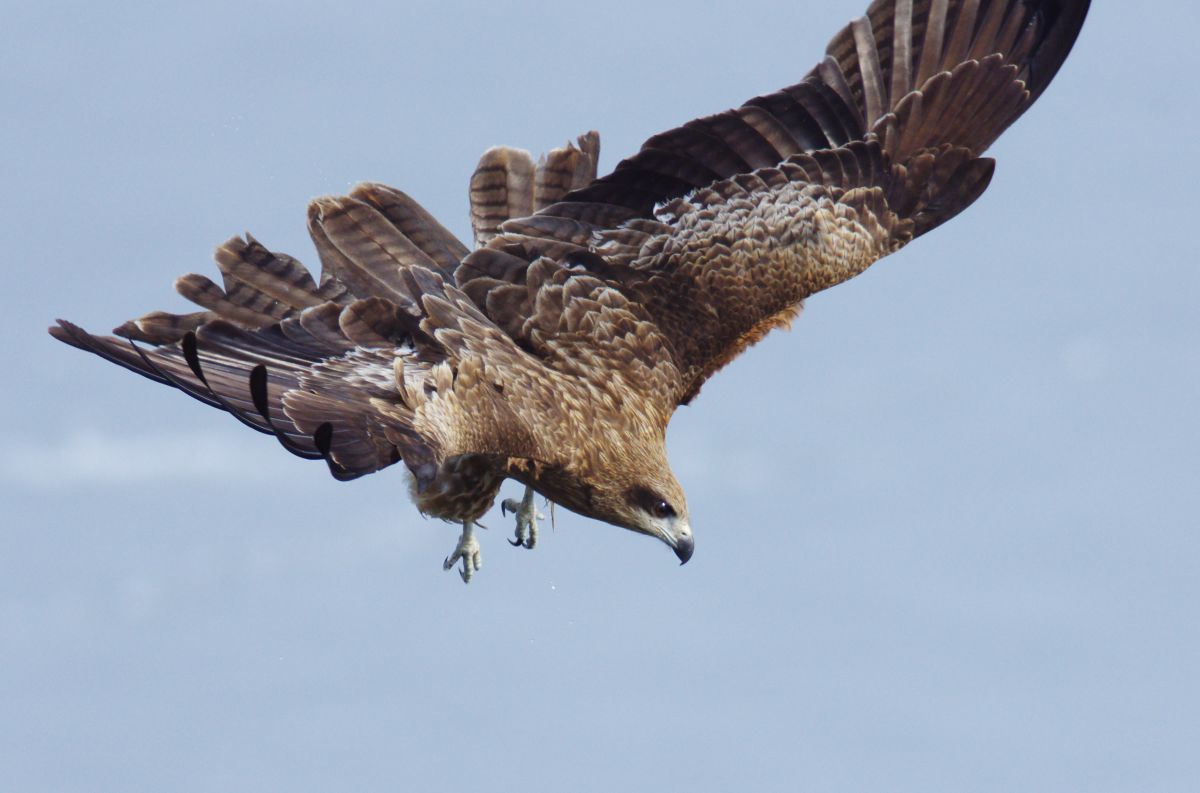 襲いかかる 動物 鳥類 Ganref