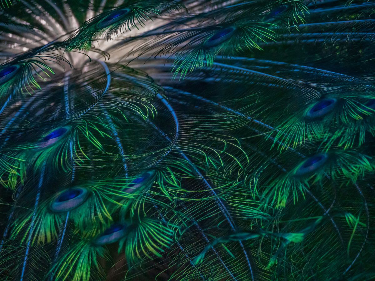 green and blue | GANREF
