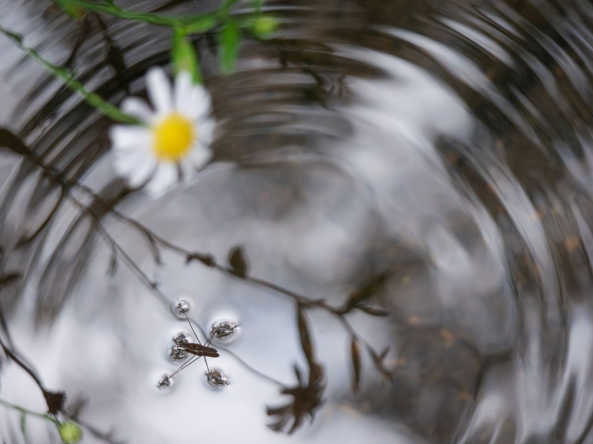 summer ripples | GANREF