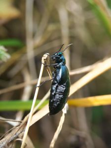 激珍種！チリの毒々し過ぎるツチハンミョウ！！ ツチハンミョウ | GANREF