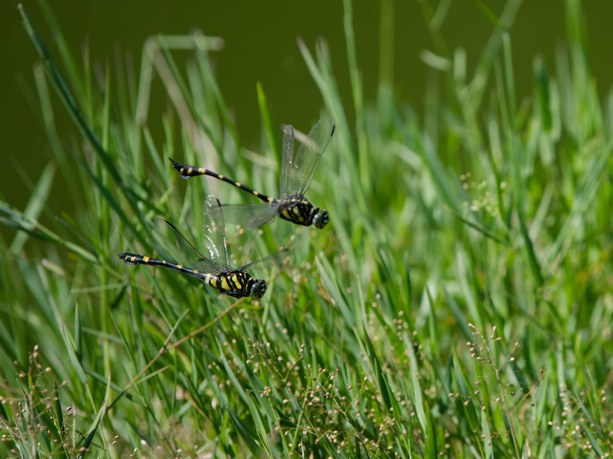 ランデブー GANREF