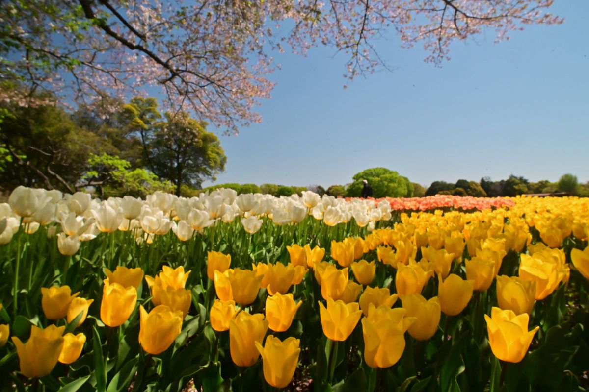 Ai Nikkor 20mm f/2.8Sで撮影された写真 | 写真検索 | GANREF