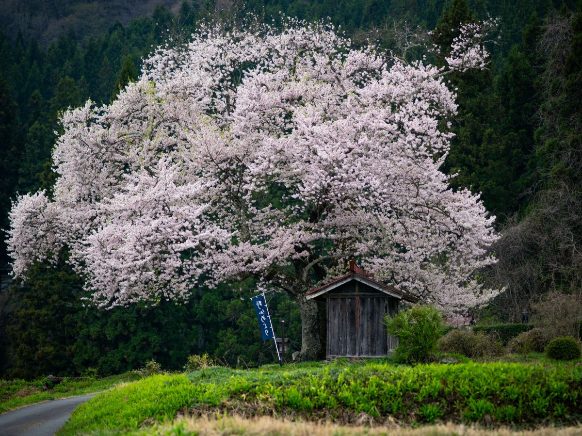 M.ZUIKO DIGITAL ED 75mm F1.8で撮影された写真 | 写真検索 | GANREF