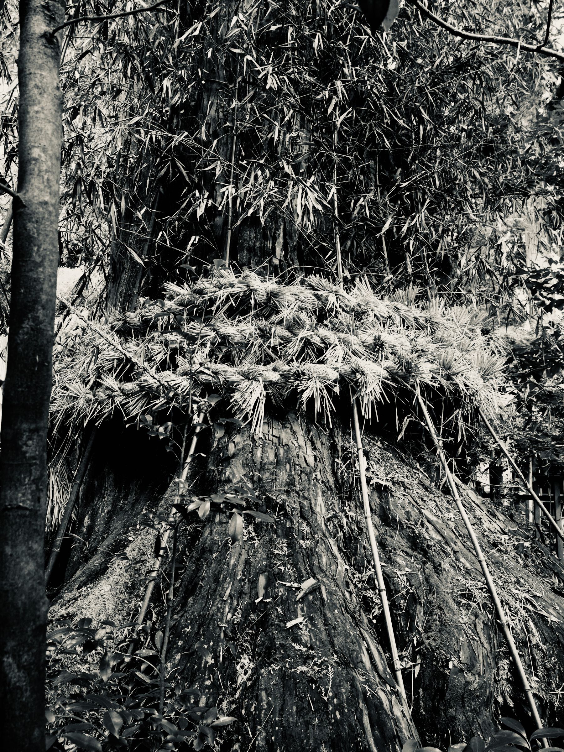 超大型！金のなる木！御神木！ 御神木級！金のなる木！超大型！