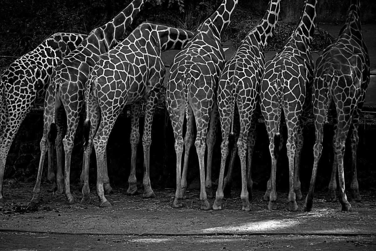 LUMIX G VARIO 45-200mm/F4.0-5.6/MEGA O.I.S.で撮影された写真 | 写真