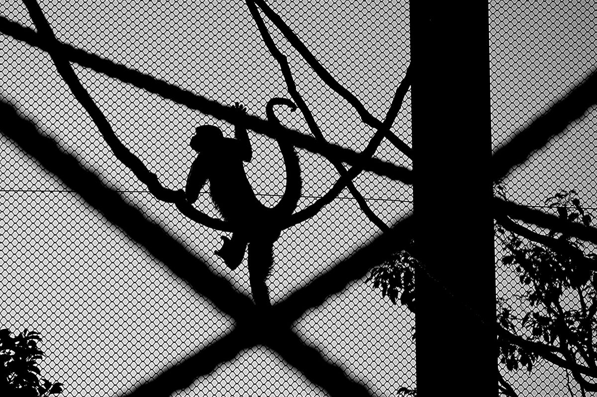 LUMIX G VARIO 45-200mm/F4.0-5.6/MEGA O.I.S.で撮影された写真 | 写真 