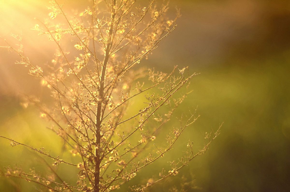 NOKTON 58mm F1.4 SL II Sで撮影された写真 | 写真検索 | GANREF