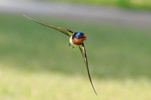 6bc055b71b2f9e033f46f0b364483e