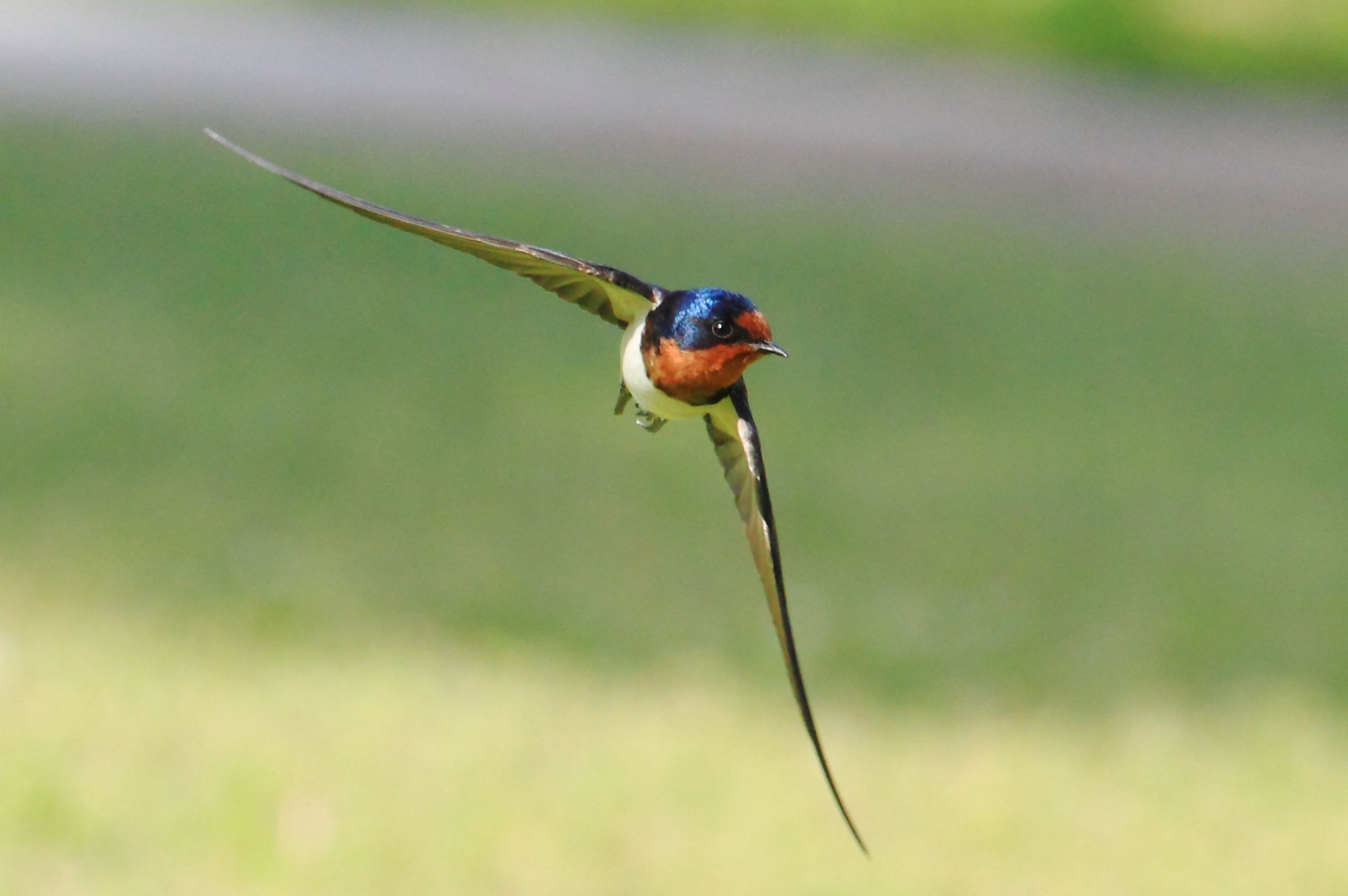 ツバメ 正面 | GANREF