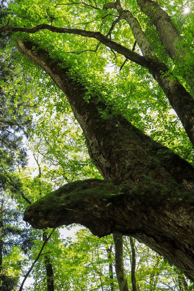 千年の時を見つめて GANREF