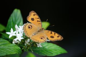 変化：リュウキュウムラサキ | GANREF