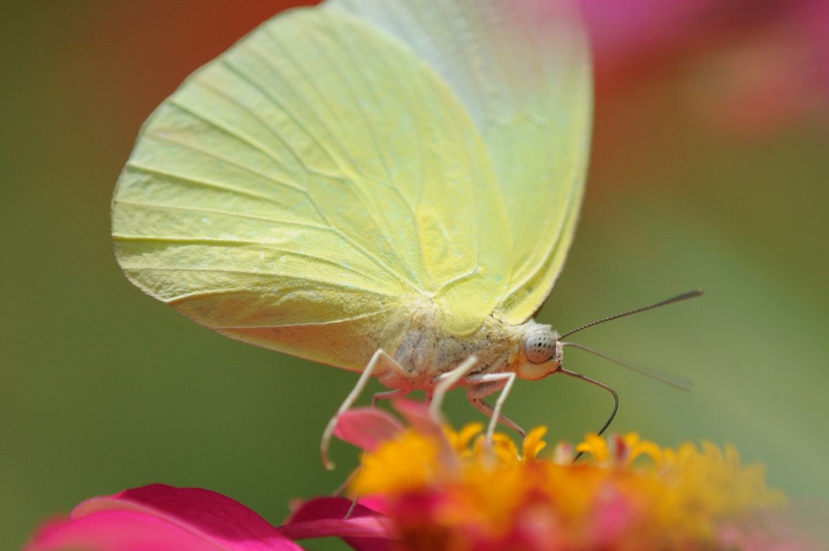 変化：ウスキシロチョウ | GANREF