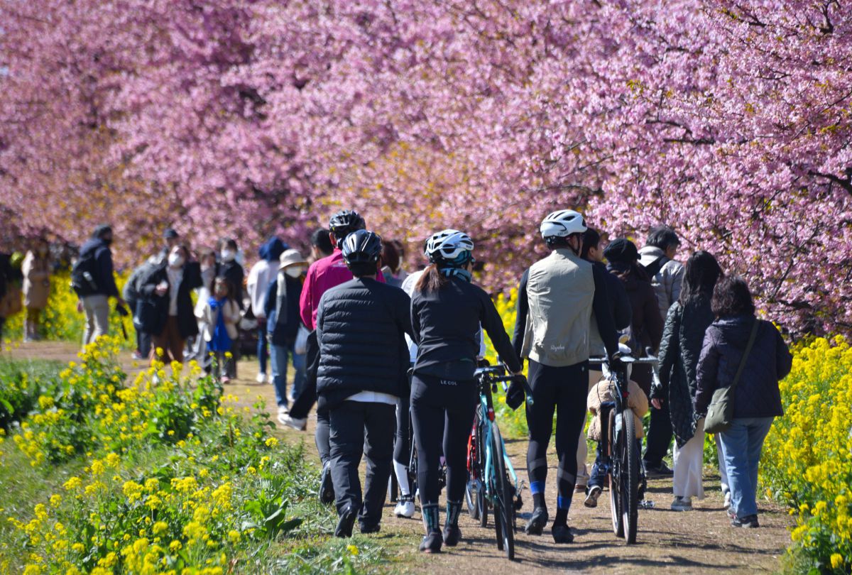春らんまん GANREF