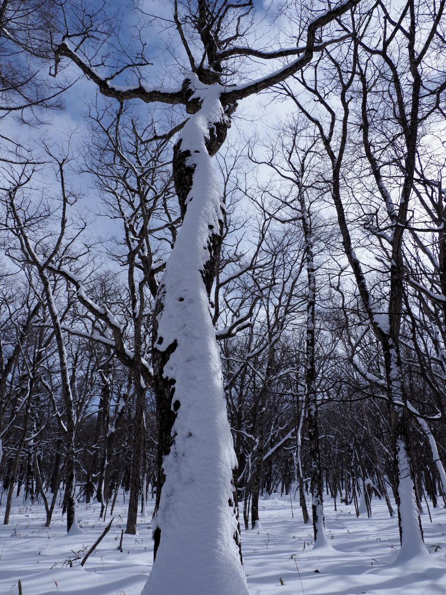 白い衣を身に纏い GANREF