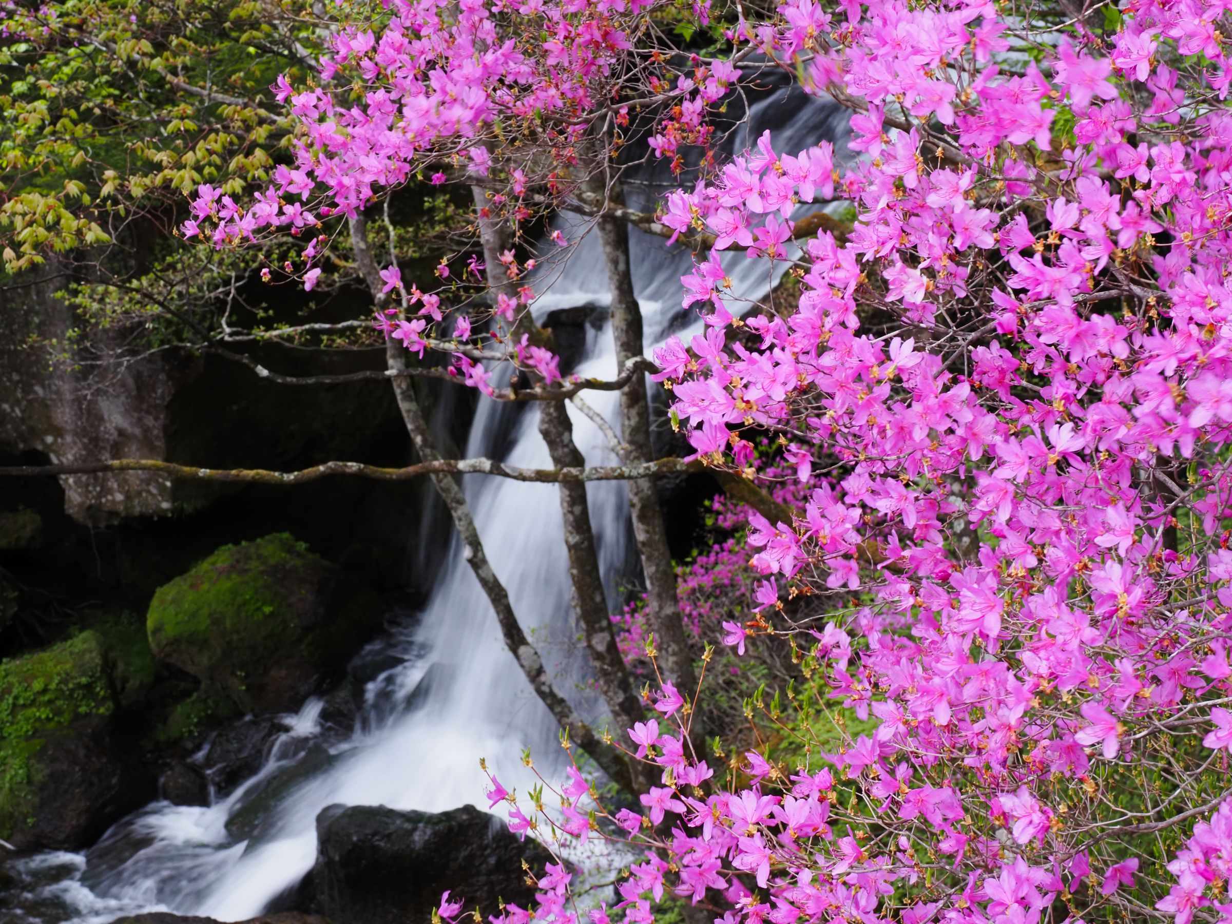 なんて素敵な。山採りミツバツツジ。 山採りの「ミツバツツジ」｜兵庫県 たつの市 | ガーデン・エクステリア