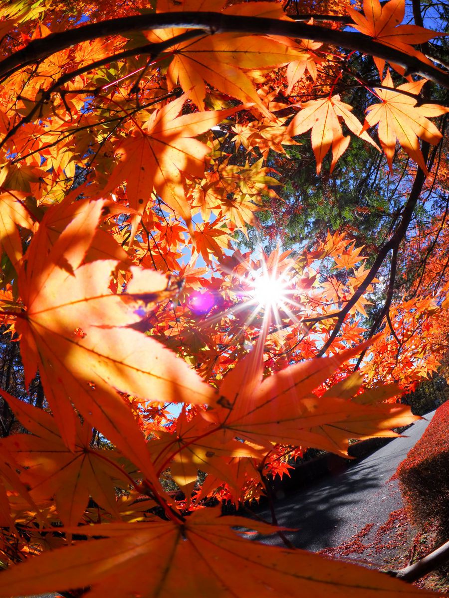 M.ZUIKO DIGITAL ED 8mm F1.8 Fisheye PROで撮影された写真 M.ZUIKO DIGITAL ED 8mm F1.8 Fisheye PROで撮影された写真
