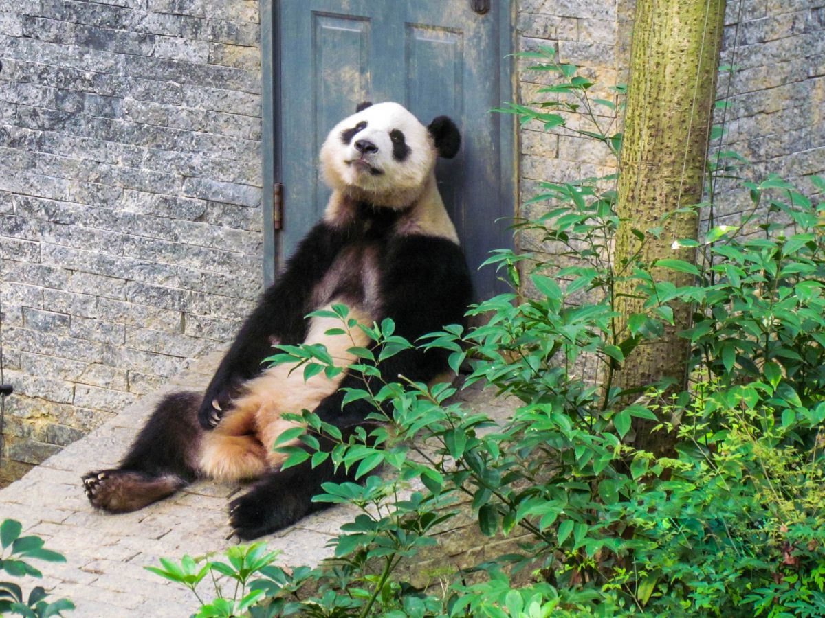 あぁ ほんまにつかれたわぁ 動物 猫 Ganref あぁ ほんまにつかれたわぁ 動物 猫 Ganref
