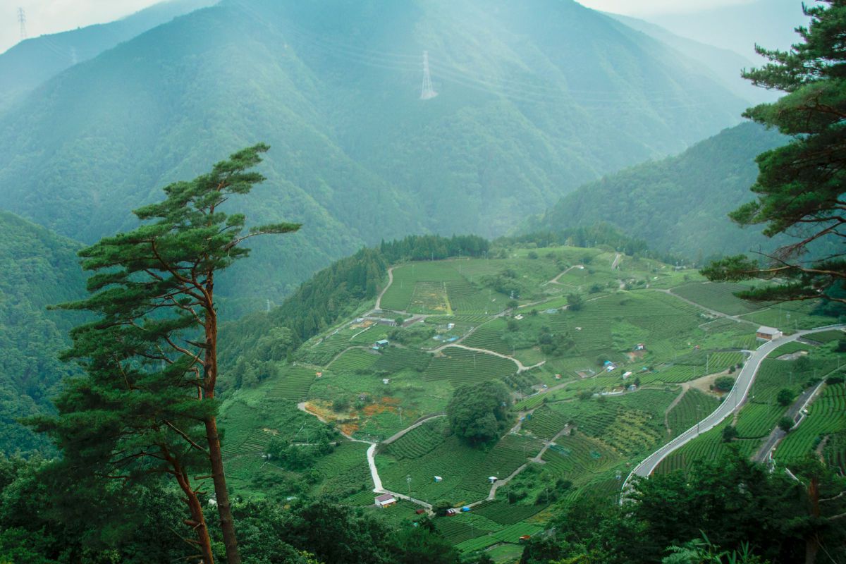 岐阜のマチュピチュ 天空の茶畑 自然 風景 山 Ganref