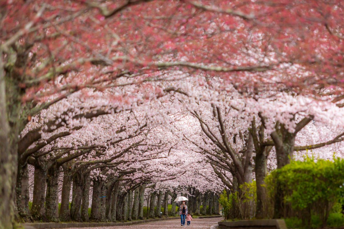 EF70-200mm F2.8L USMで撮影された写真 | 写真検索 | GANREF