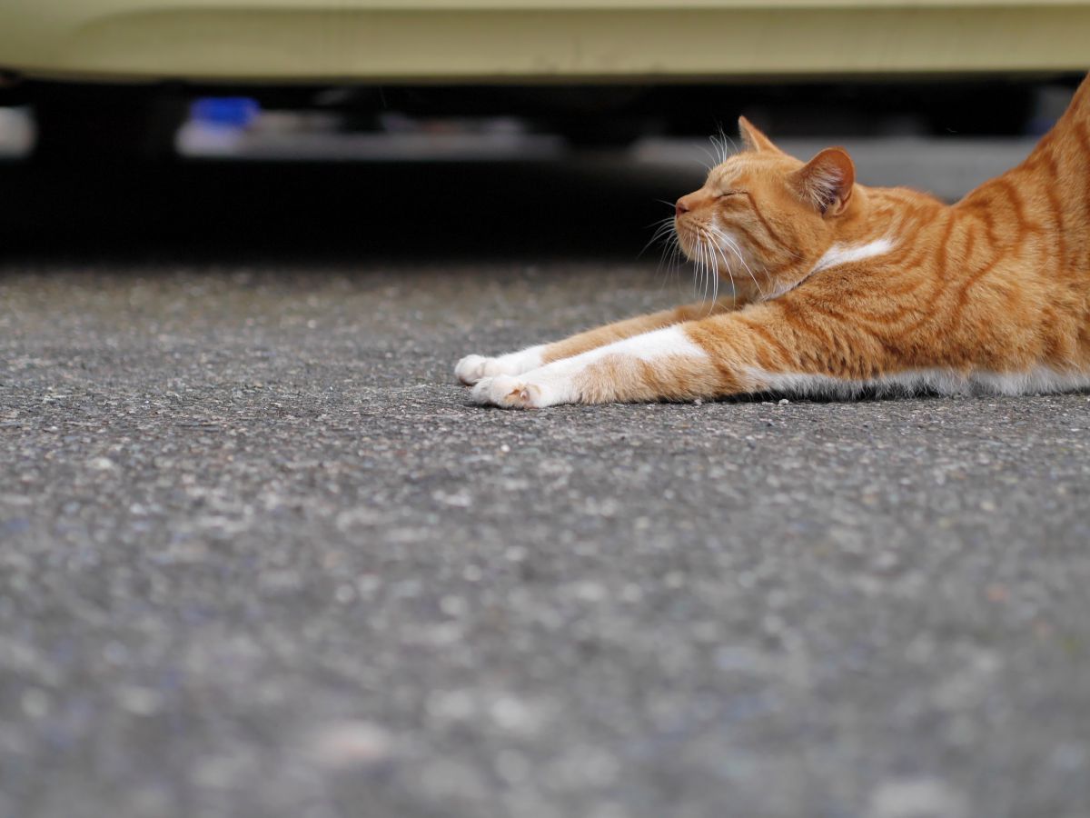 滑り込み アウトかセーフか 動物 猫 Ganref 滑り込み アウトかセーフか 動物 猫 Ganref