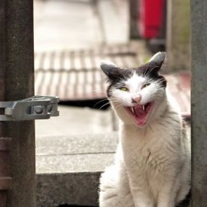 獲物を狙う目 動物 猫 Ganref