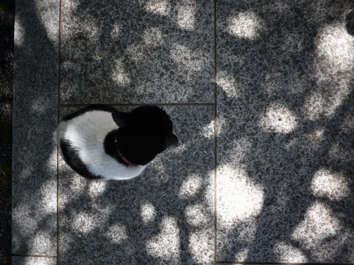 斑に散りばめられた木漏れ日という名の模様 動物 猫 Ganref