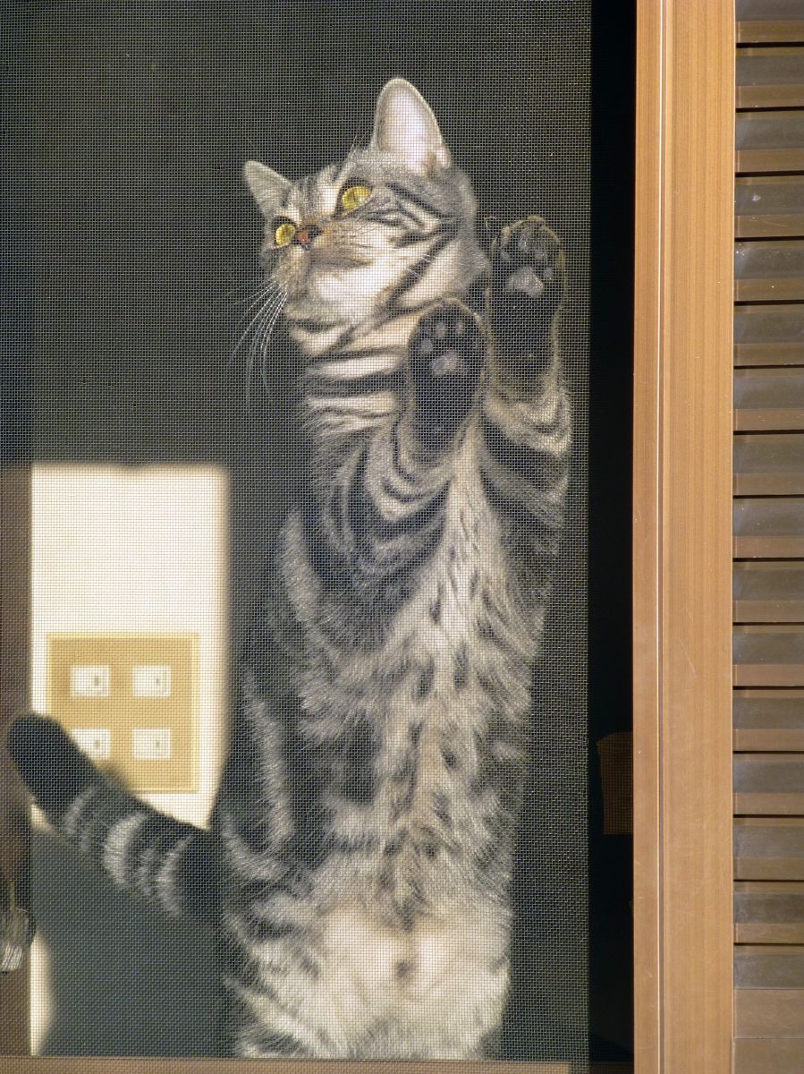 深窓の令嬢は お転婆さんでしたよ 動物 猫 Ganref