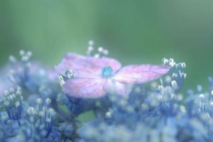 どんぐりアート♡ 紫陽花オブジェ　2025年度南国オブジェ♡ どんぐりアート♡梅雨&夏イメージBIGオブジェ 七夕オブジェ2品♡