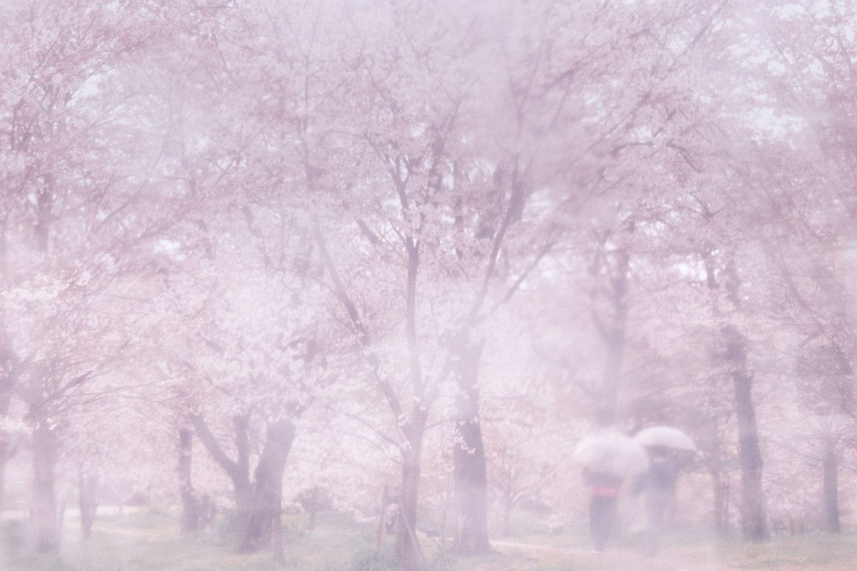 XF16-50mmF2.8-4.8 R LM WRで撮影された写真 | 写真検索 | GANREF