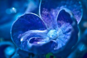 どんぐりアート♡ 紫陽花オブジェ　2025年度南国オブジェ♡ 紫陽花の写真2025 | “お題”の写真をみんなで投稿しよう！ | GANREF