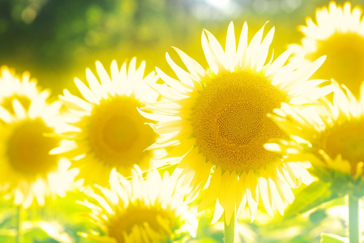 XF70-300mmF4-5.6 R LM OIS WRで撮影された写真 | 写真検索 | GANREF