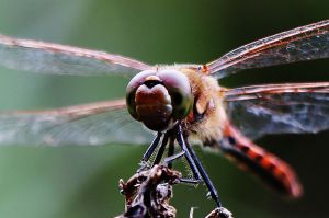 3e6d6d42140603e7b09290cf0a03e1