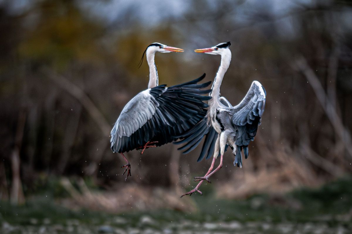 Ai AF-S Nikkor ED 400mm F2.8D II（lF）で撮影された写真 | 写真検索