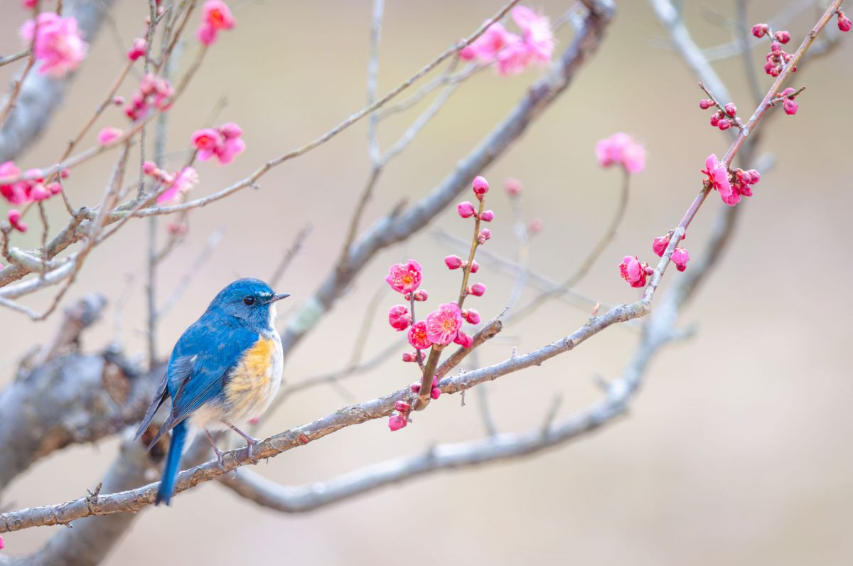 Ai AF-S Nikkor ED 400mm F2.8D II（lF）で撮影された写真 | 写真検索