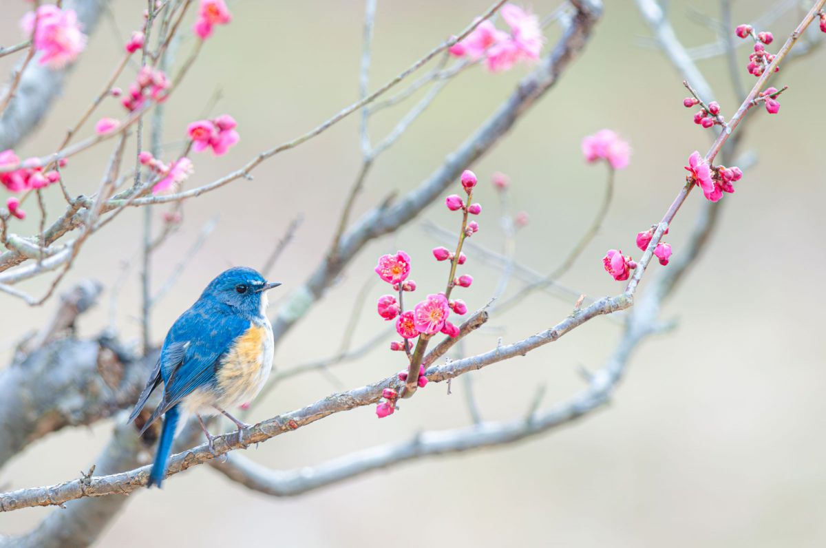 Ai AF-S Nikkor ED 400mm F2.8D II（lF）で撮影された写真 | 写真検索