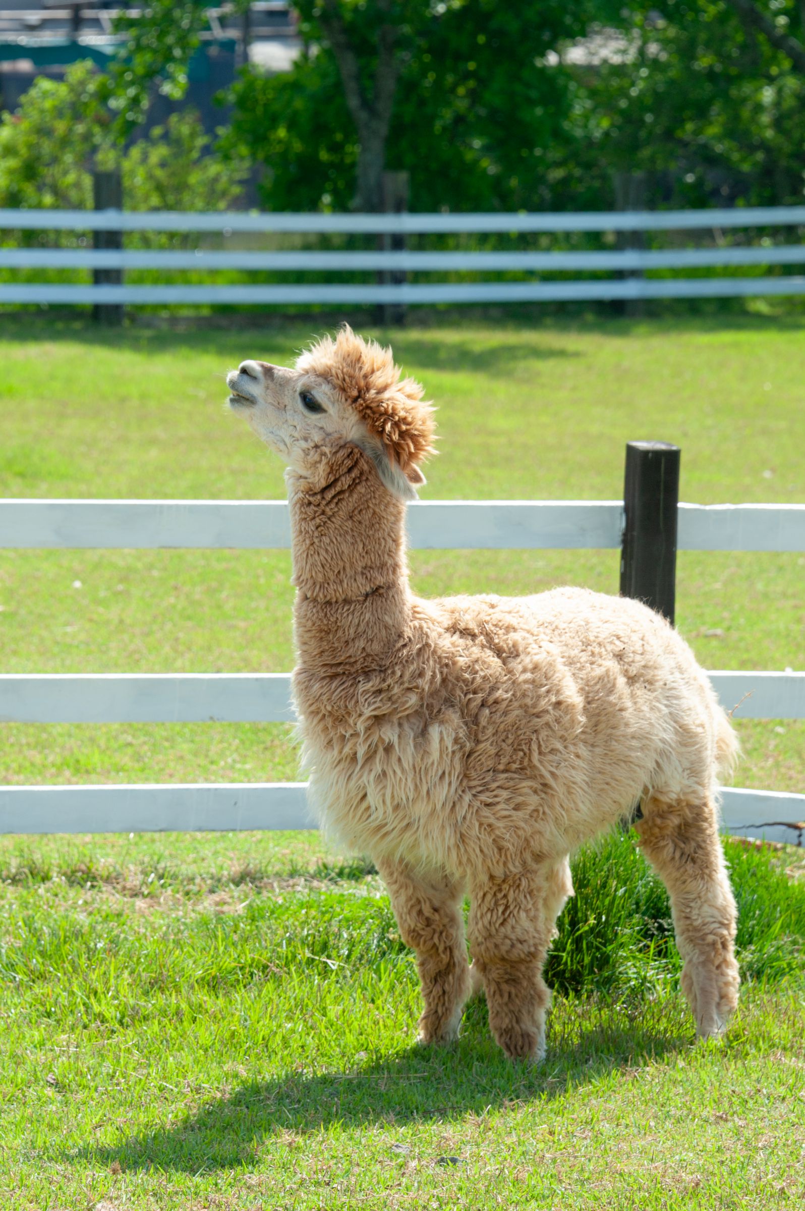 モコモコで短足 | GANREF