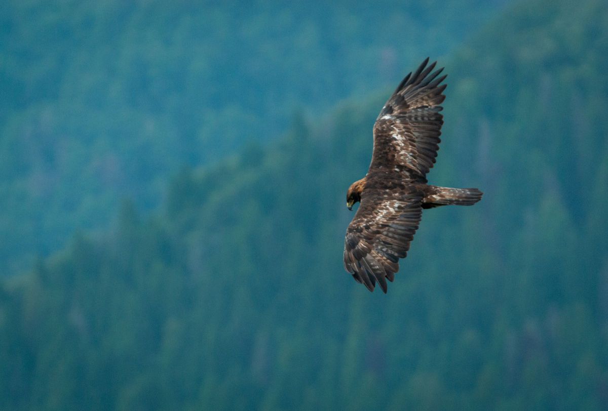 MDAwMDA1OTA0Mw_MC4wMDU3NDUwMCA