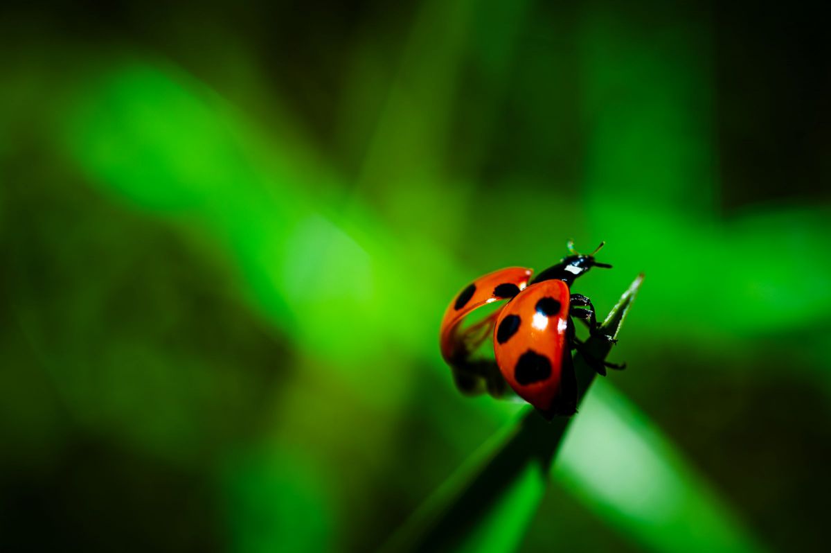 Ai AF Micro-Nikkor 60mm f/2.8Dで撮影された写真 | 写真検索