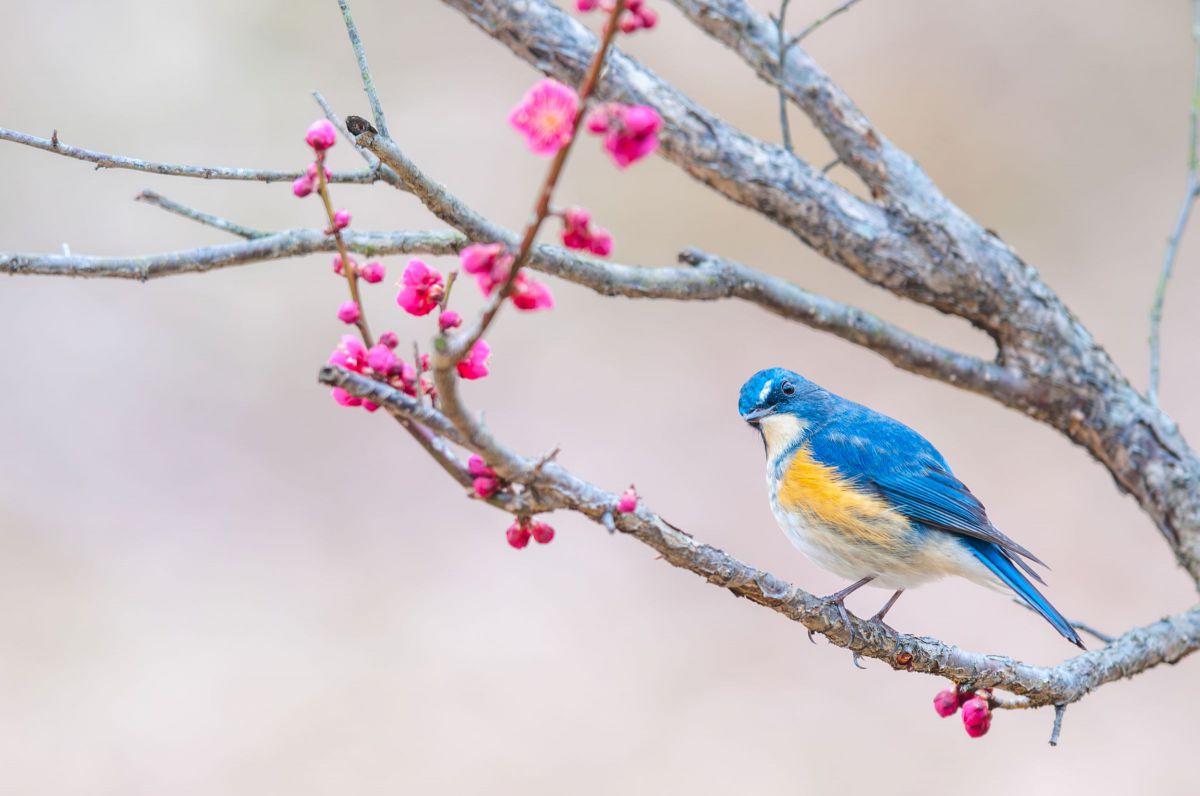 Ai AF-S Nikkor ED 400mm F2.8D II（lF）で撮影された写真 | 写真検索