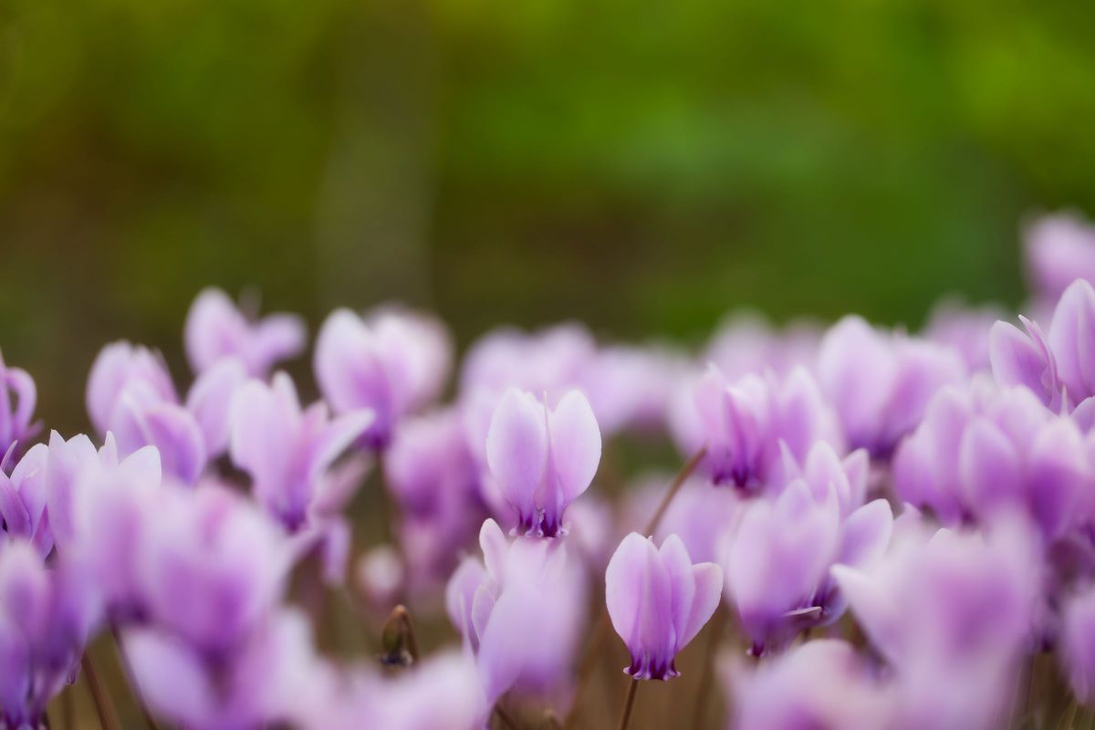 autumn flower GANREF