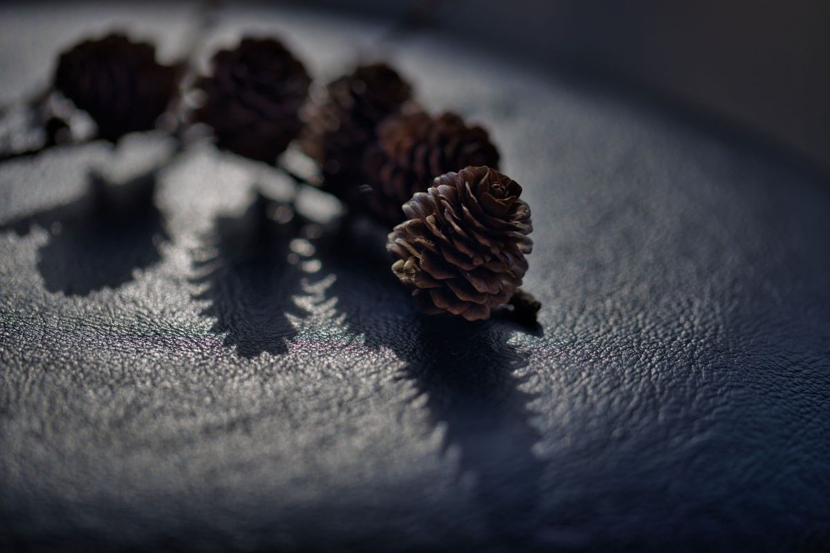 pinecones in a circle | GANREF