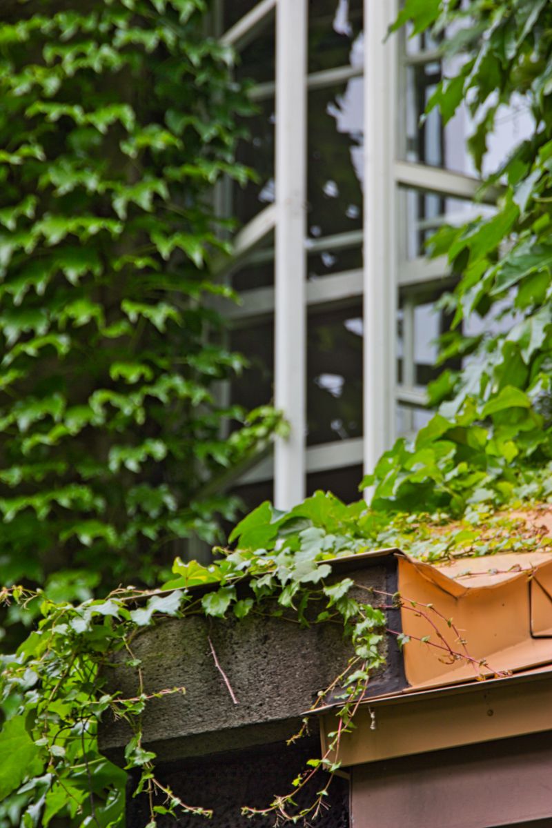 葉影の窓 植物 草 葉 芽 Ganref