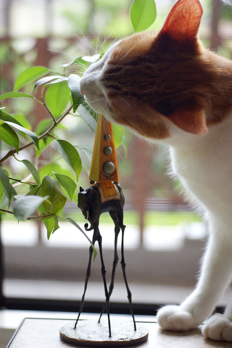 宇宙象を食す 動物 猫 Ganref
